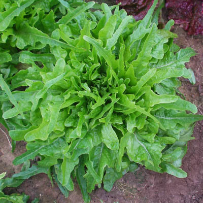 Lettuce Royal Oakleaf Seed Seeds