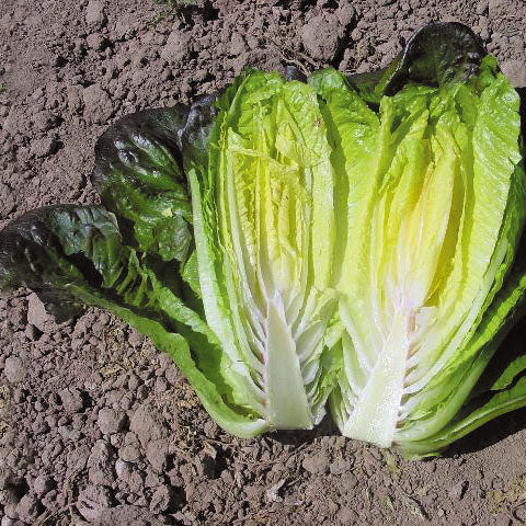 Lettuce Cimmaron Seed Seeds