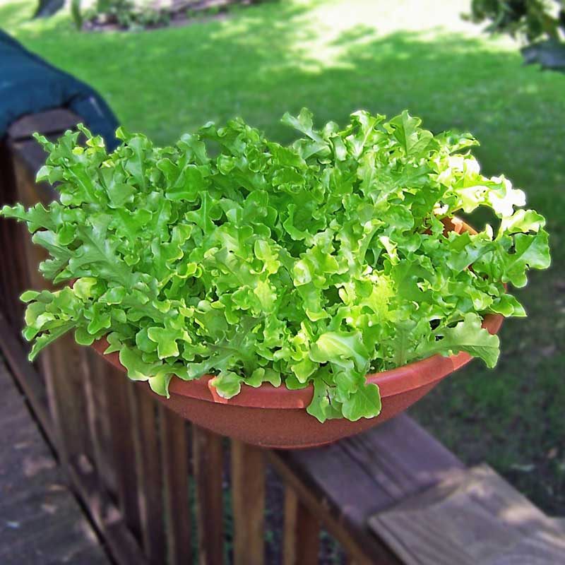 Lettuce Green Salad Bowl Seed Seeds