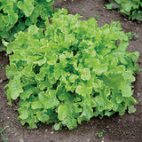 Lettuce Green Salad Bowl Seed