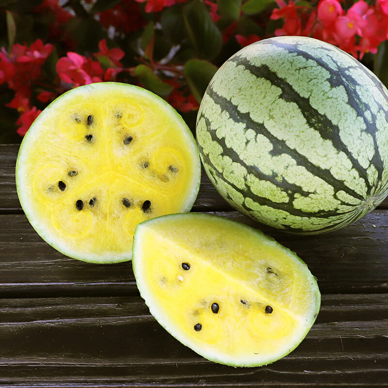 Watermelon Yellow Doll F1 Seed Seeds