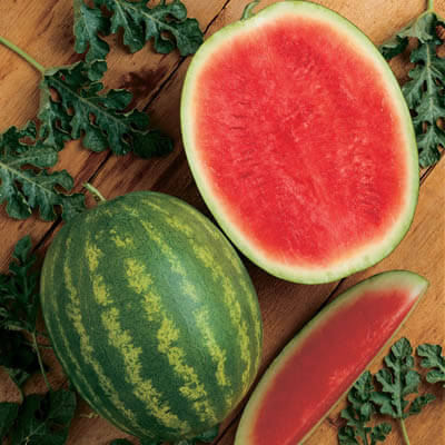 Watermelon Millionaire F1 Seed Seeds