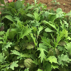 Harris' Mesclun Mix Seed