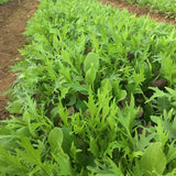 Harris' Mesclun Mix Seed