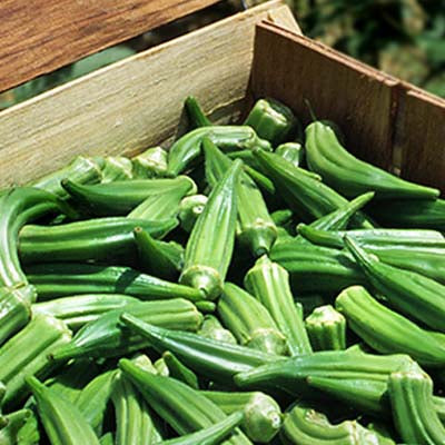 Okra Clemson Spineless Seed Seeds