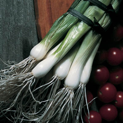 Onion Southport White Bunching Seed Seeds