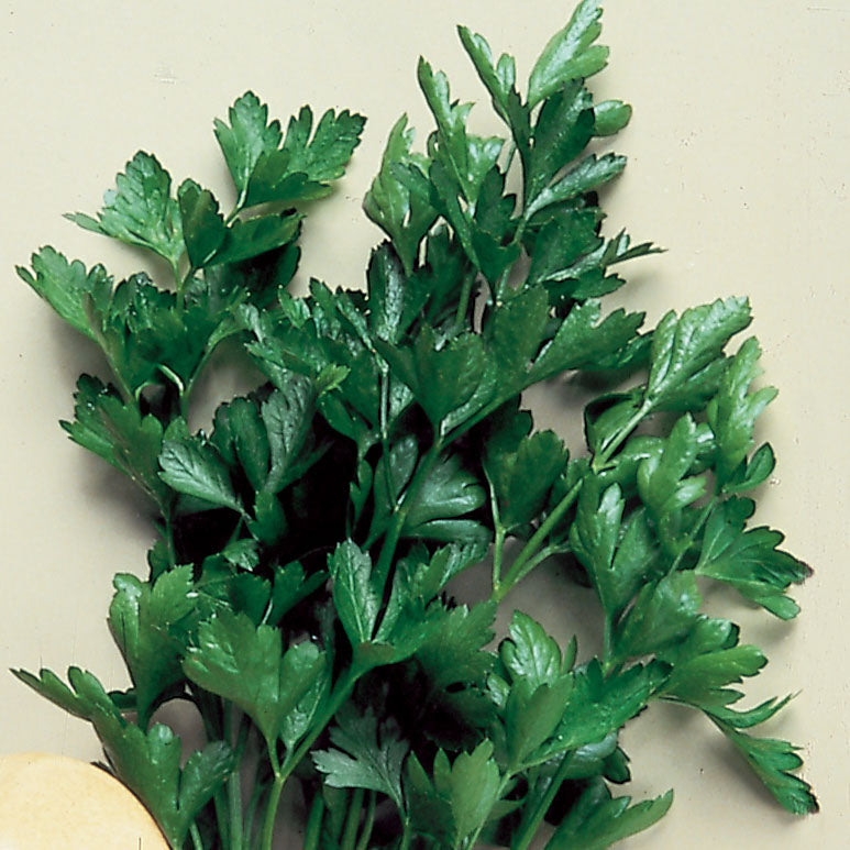 Parsley Plain Italian Dark Green Seed Seeds