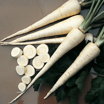 Parsnip Harris Model Seed Seeds