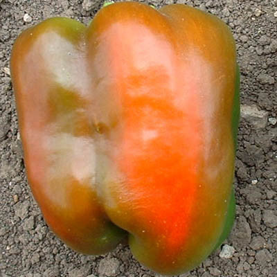 Pepper Calwonder Seed Seeds