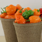 Pepper Habanero Orange Seed