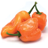 Pepper Habanero Orange Seed