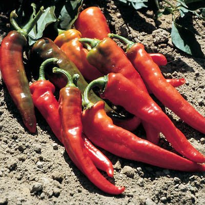 Pepper Hot Portugal Seed Seeds