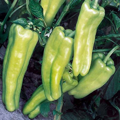 Pepper Aruba F1 Seed Seeds