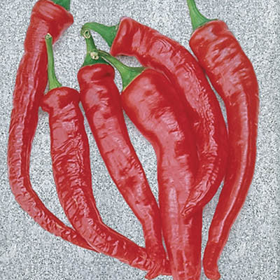Pepper Cayenne Large Thick Seed Seeds