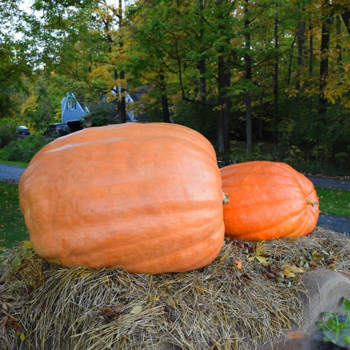 Pumpkin Dill's Atlantic Giant Seed Seeds