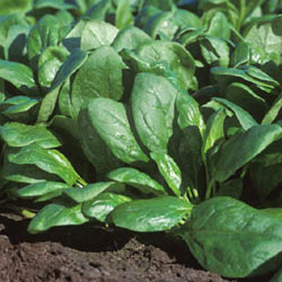 Spinach Whale F1 Seed Seeds