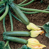 Squash Zucchini Elite F1 Seed