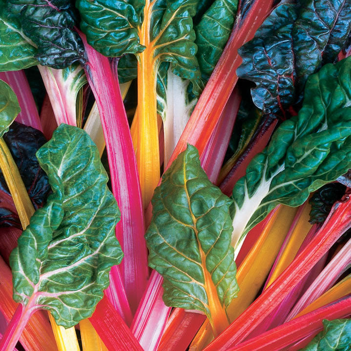 Swiss Chard Bright Lights Seed Seeds