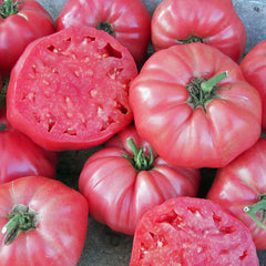 Tomato Brandywine Pink Seed