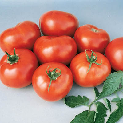 Tomato Better Boy F1 Seed Seeds