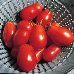 Tomato Roma VF Seed