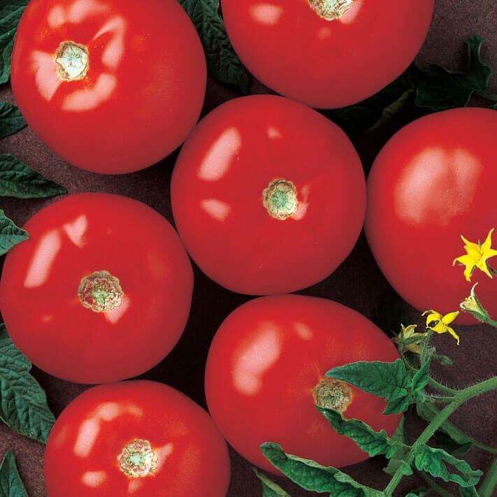 Tomato Mountain Fresh Plus F1 Seeds