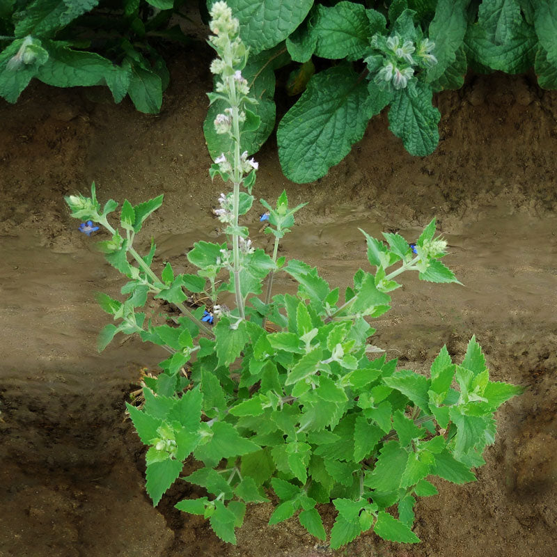 Catnip Nepeta Seed Seeds