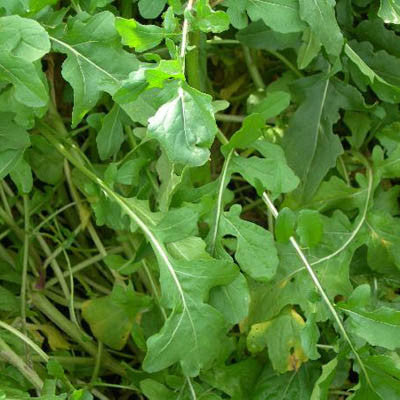 Arugula Roquette Seed Seeds