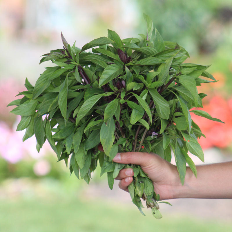 Basil Siam Queen Seed Seeds
