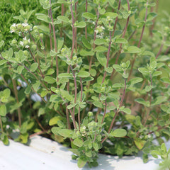 Marjoram Sweet Seed