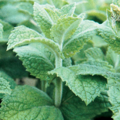 Peppermint Mentha Seed Seeds