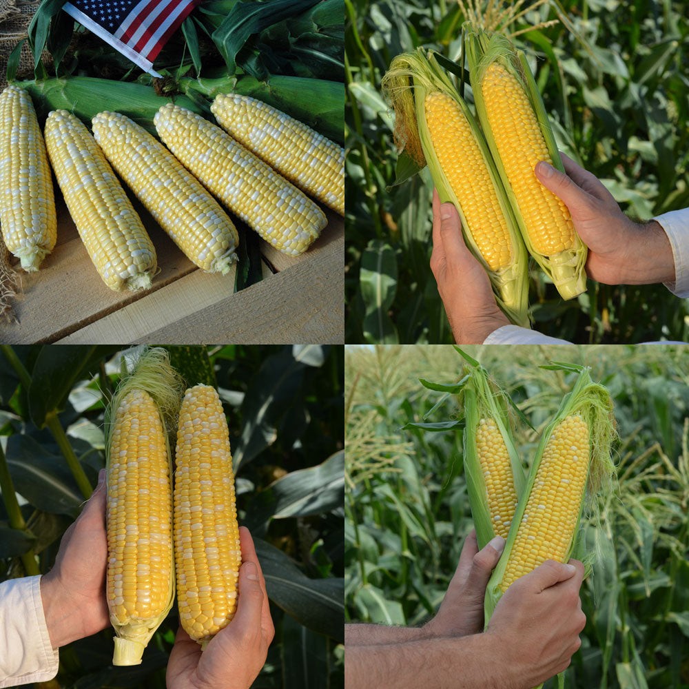 Sweet Corn Seed Collection - Summertime Supersweet Seed Seeds