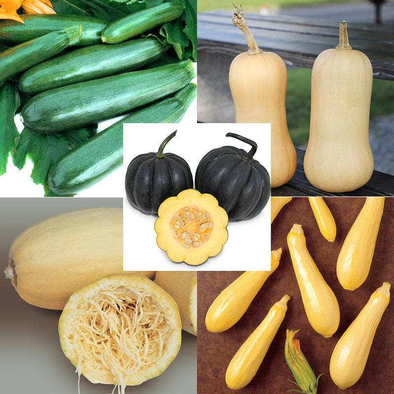 Squash Seed Collection - All Season Seed Seeds