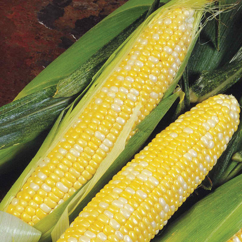 Sweet Corn Delectable F1 Seed Seeds