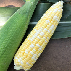 Sweet Corn Sweet Rhythm F1 Seed