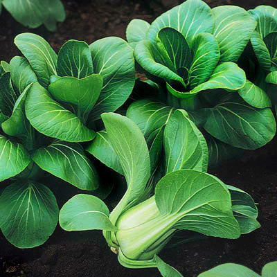 Pak Choi Mei Qing Choi F1 Seed Seeds