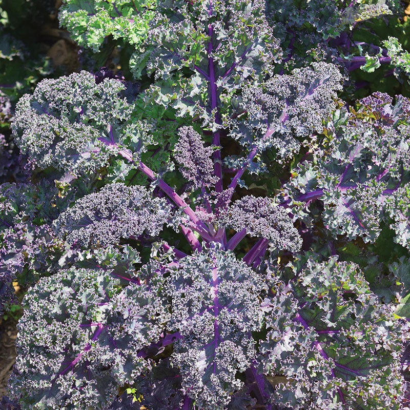 Kale Redbor F1 Seed Seeds