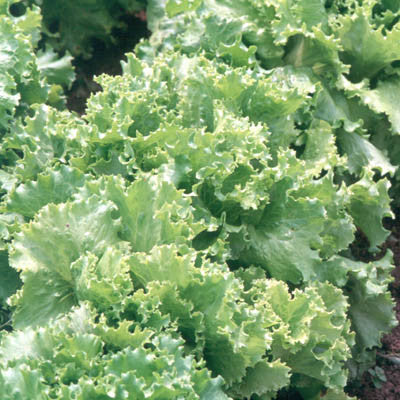 Lettuce Two Star MTO Seed Seeds