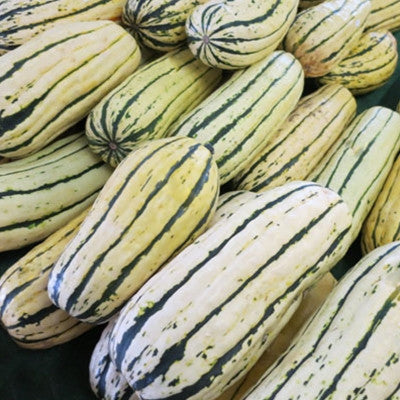 Squash Bush Delicata Seed Seeds