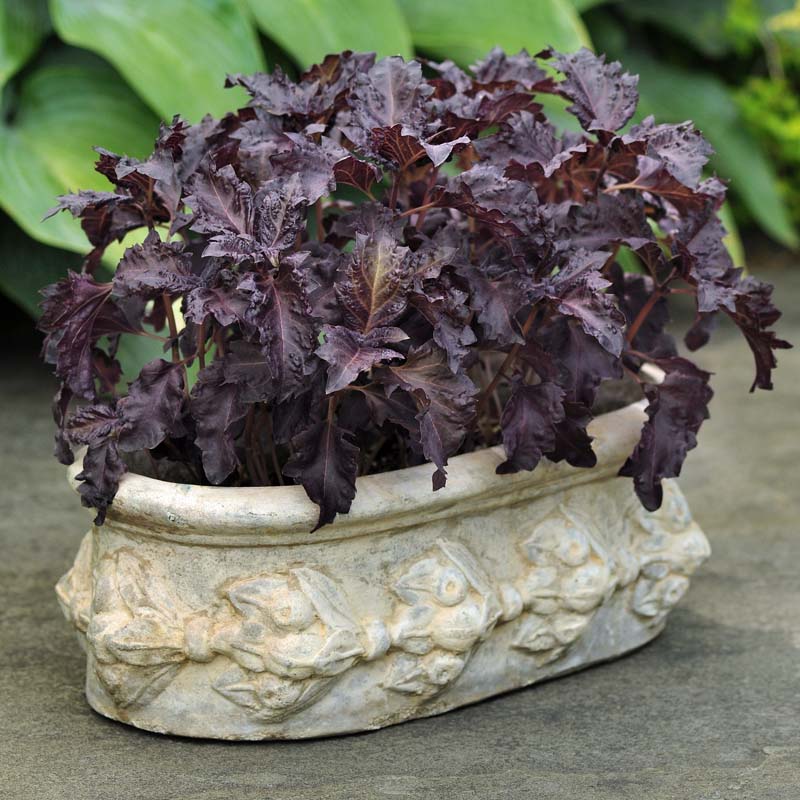 Basil Purple Ruffles Seed Seeds