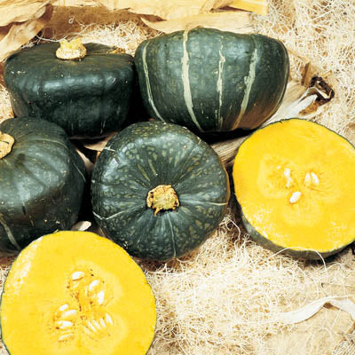 Squash Burgess Buttercup Seed Seeds