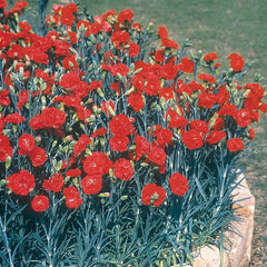 Carnation Can Can Scarlet F1 Seed