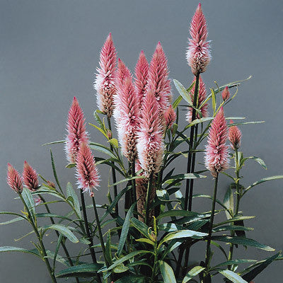 Celosia Flamingo Feather Seed Seeds