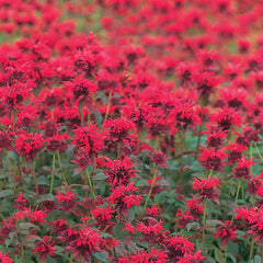 Monarda Panorama Red Shades Seed