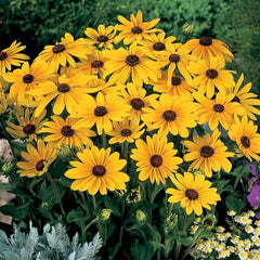 Rudbeckia Indian Summer Seed