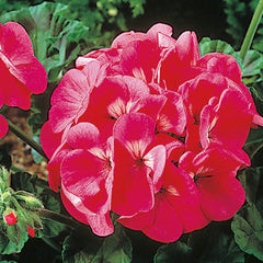 Geranium Maverick Pink F1 Seed