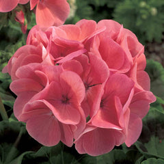 Geranium Maverick Salmon F1 Seed