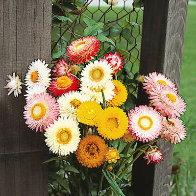 Strawflower Double Mixed Colors Seed Seeds