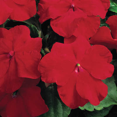 Impatiens Accent Premium Red F1 Seed Seeds