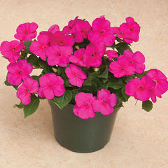 Impatiens Accent Premium Violet F1 Seed